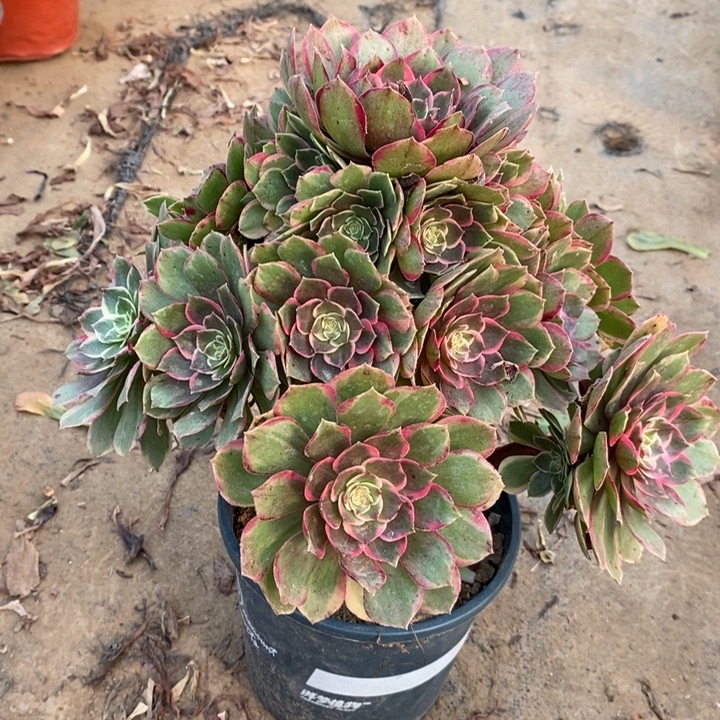 粉花妖多肉植物49 