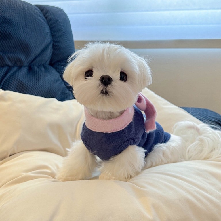 冬季宠物保暖毛衣狗狗猫咪秋冬保暖小围巾毛衣针织衫马尔济斯博美