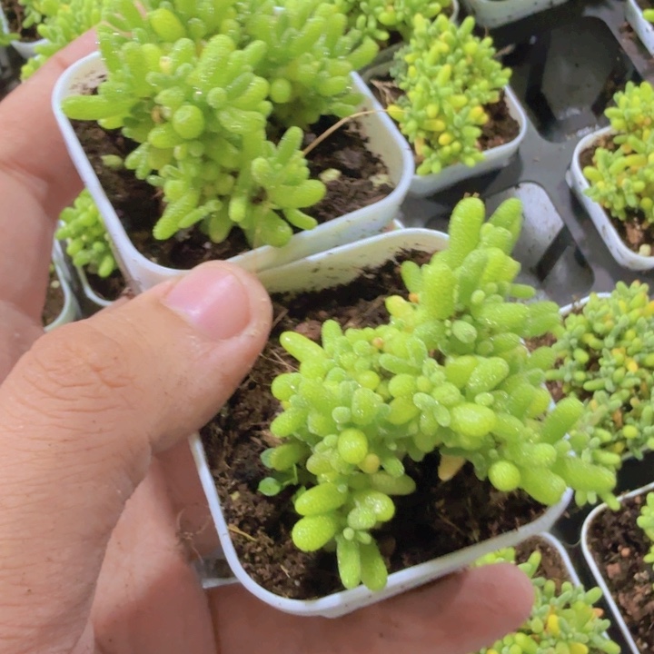 蜜橘糖球王炸一颗