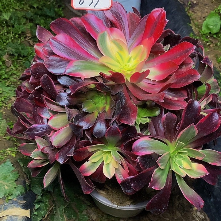 樱桃红老桩捧花833号