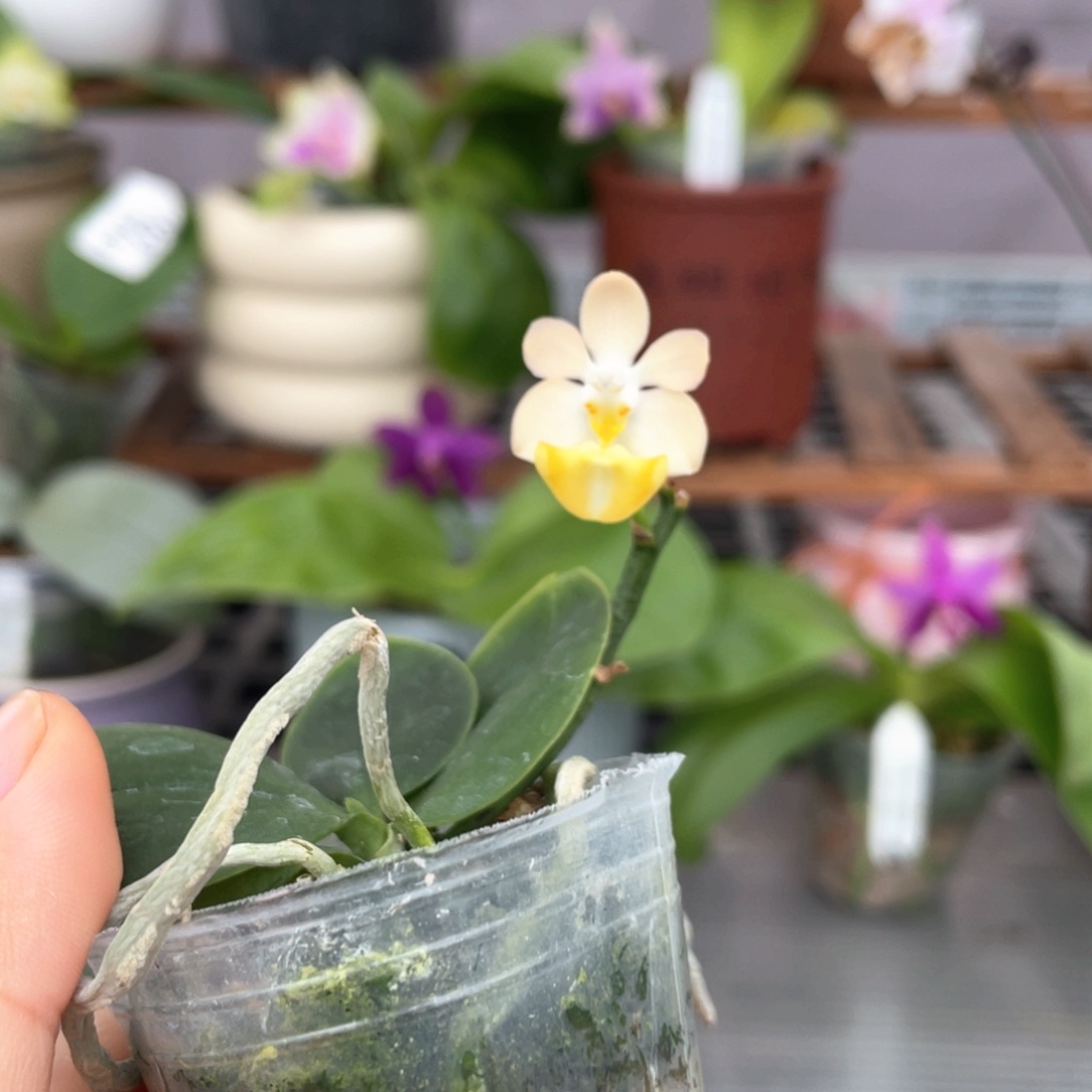 无花朵洛比兔兔实生开花株浓香1.7杯128根不多