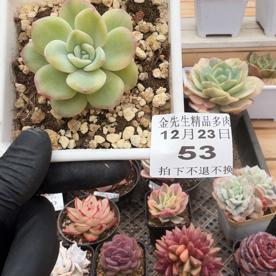 1223-53草莓泡芙锦单头