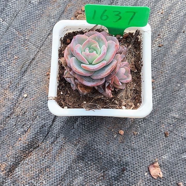 苏****g多肉植物布鲁兰1637