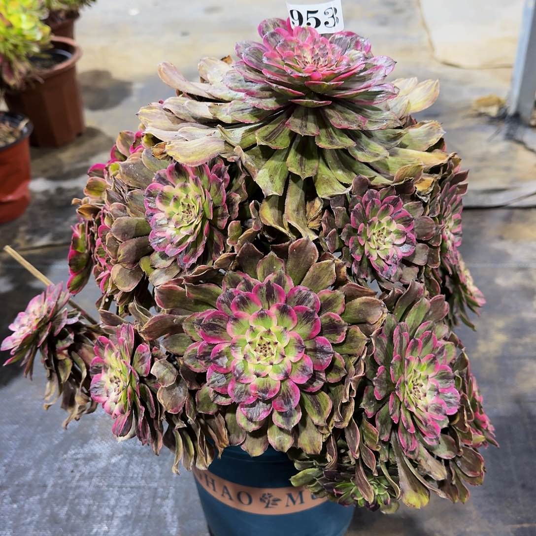 953粉黛多肉植物