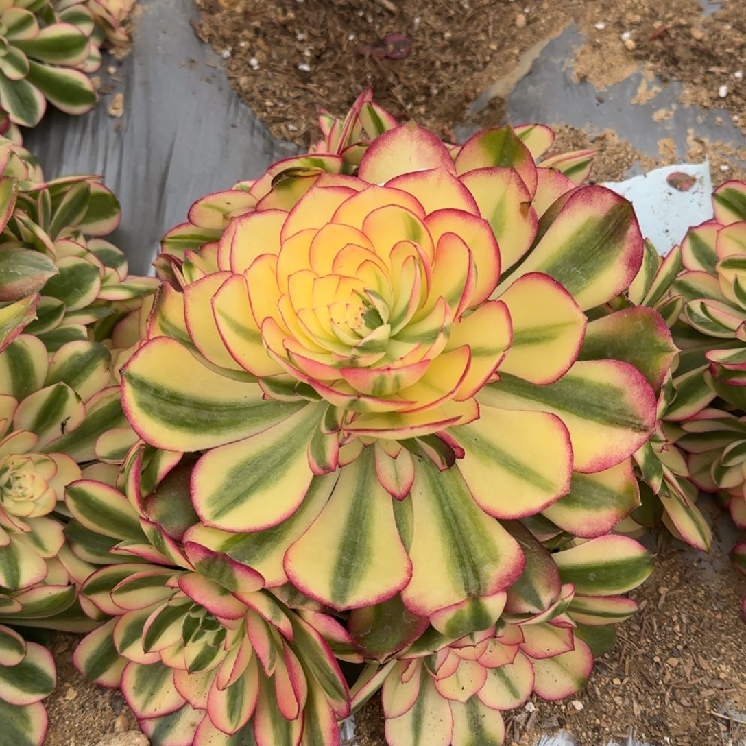 1080荔枝多肉植物