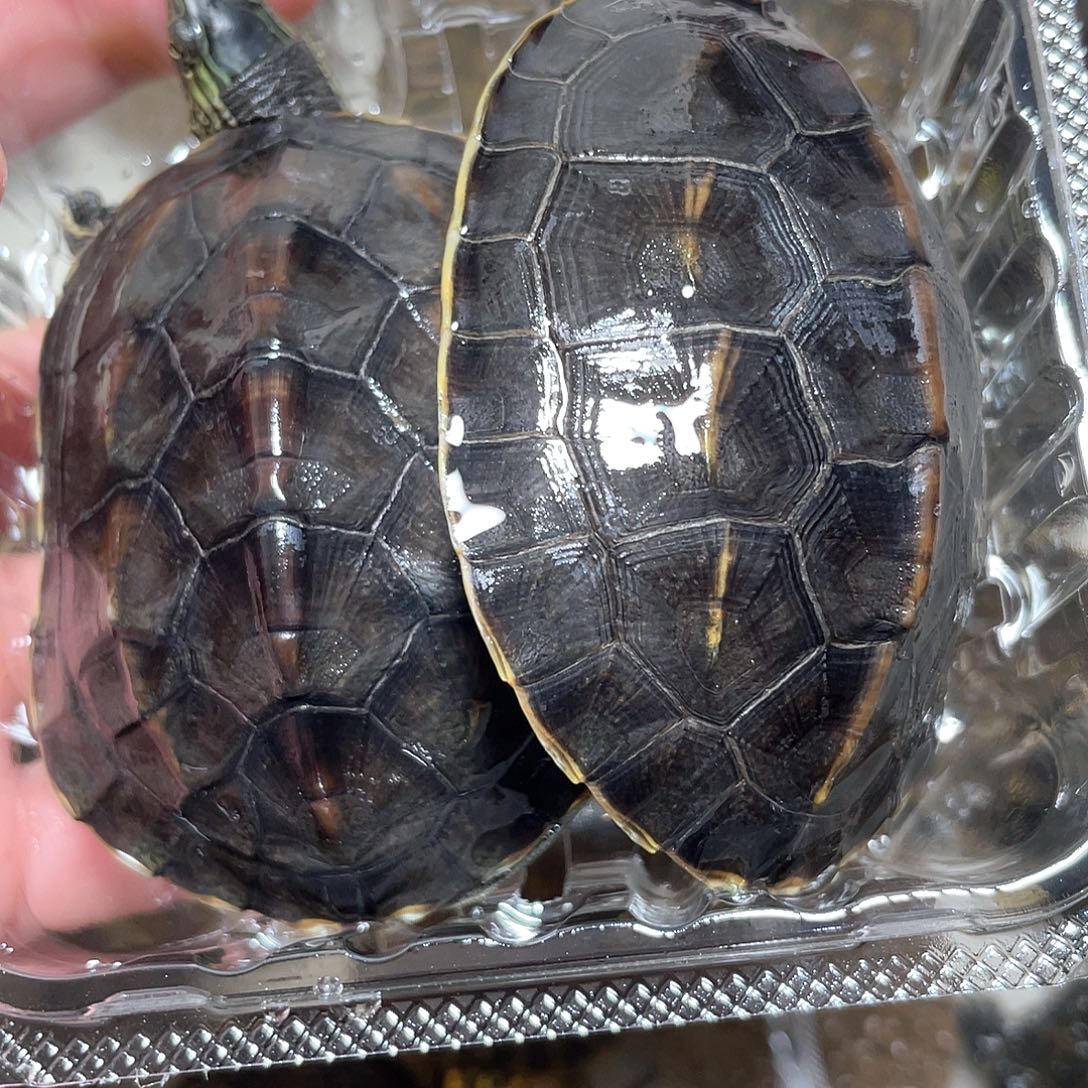 宠物龟不分公母2花杂