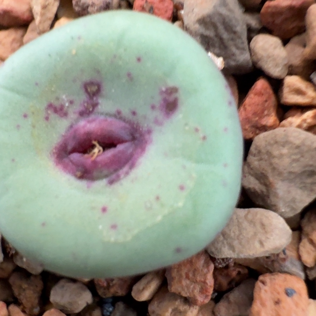 中***球云缦精品番杏8.30 SSG0094