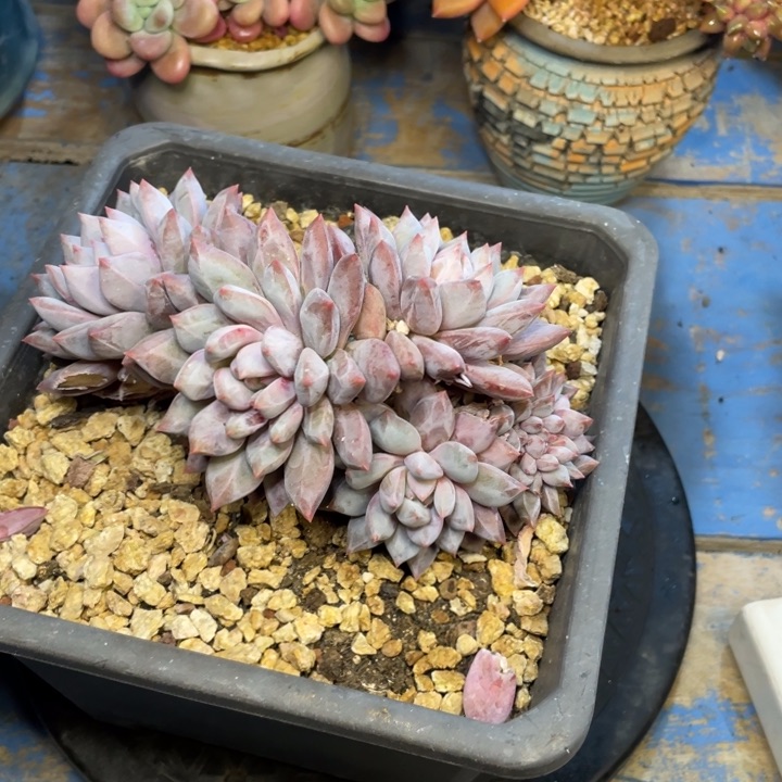 【闪购商品】粉蓝鸟香水杂