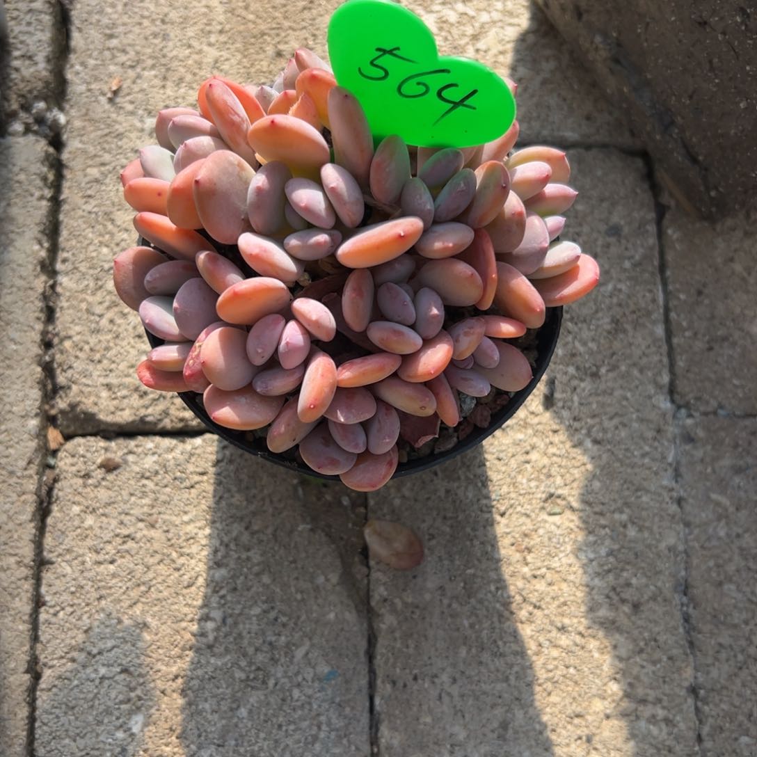 李*多肉植物一额一拍