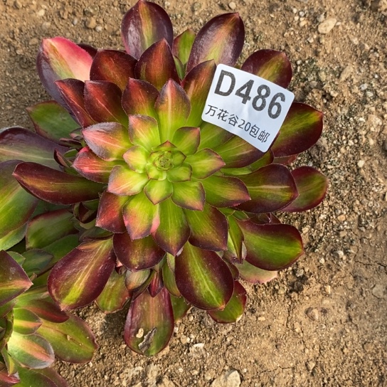 486绍修七彩多肉植物