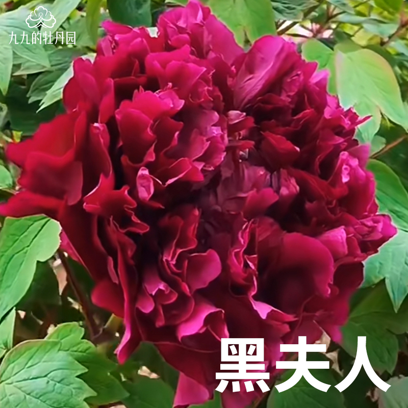 黑夫人-重瓣大花牡丹花苗盆栽正宗洛阳牡丹大苗室内阳台庭院花卉