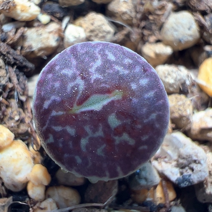 828。 青蛙种源优选青花瓷红纹墨。  