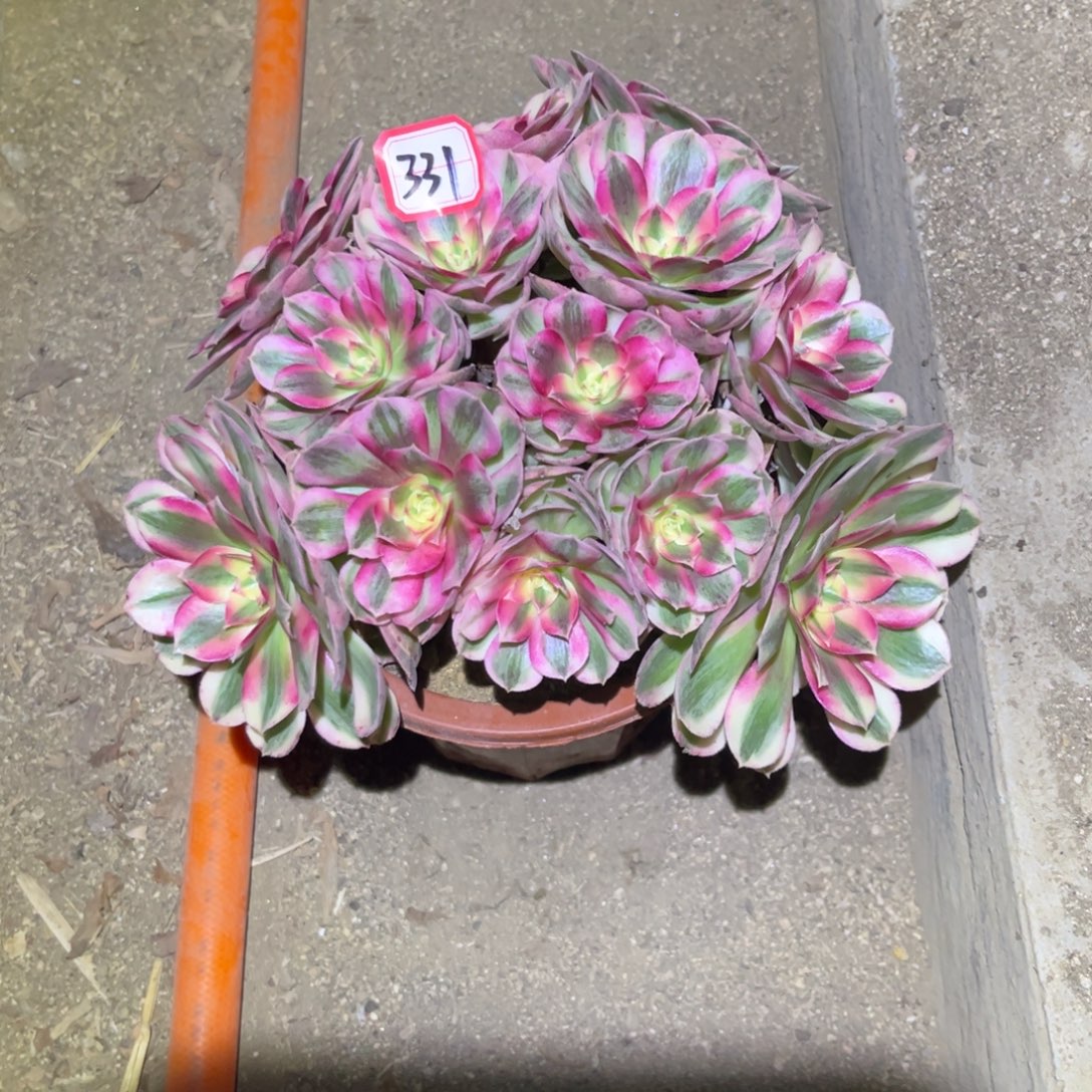 莉***莉331多肉植物倾城法师