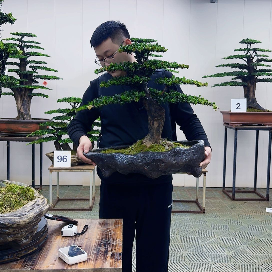 盆景珍珠罗汉松盆景