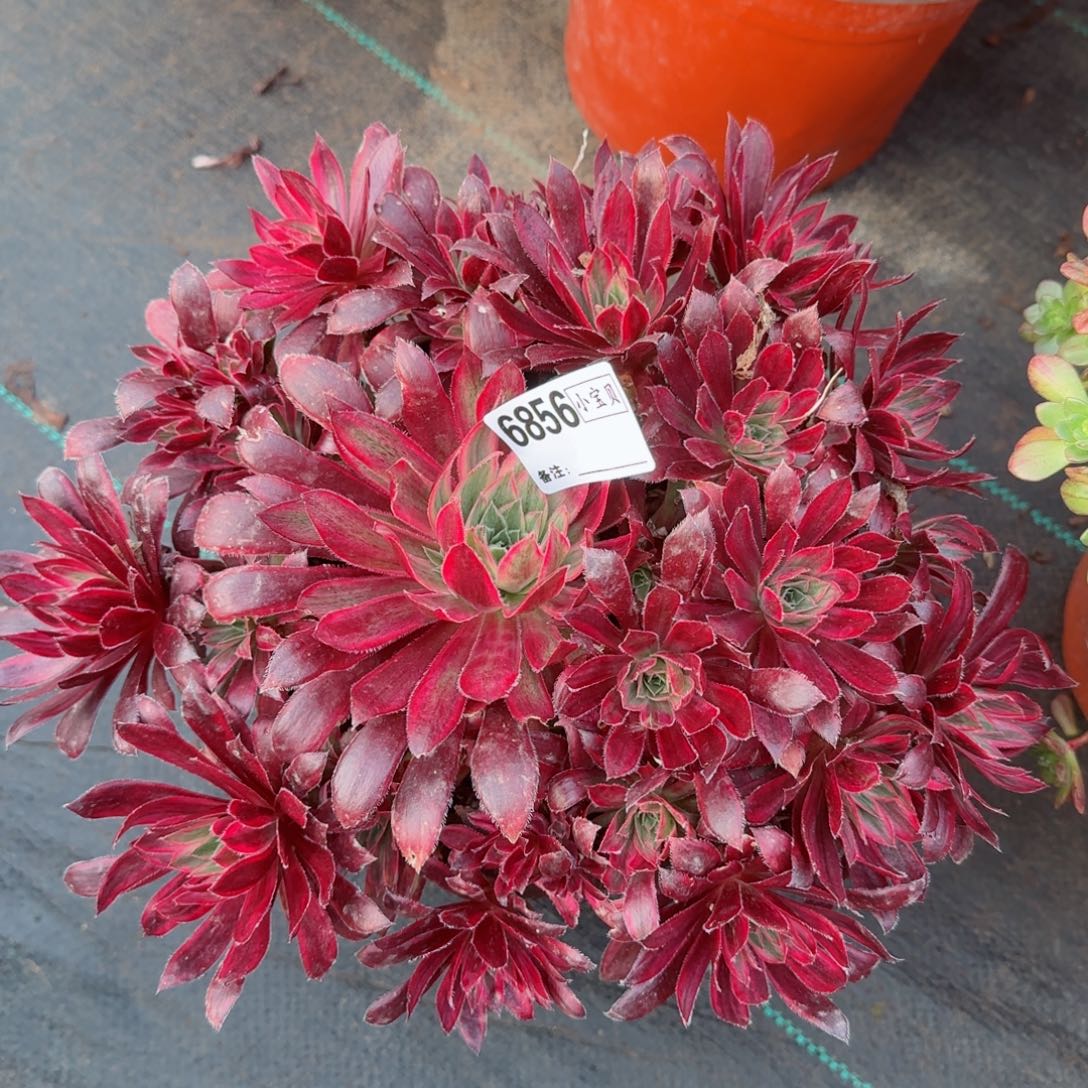 6856孔雀多肉多肉