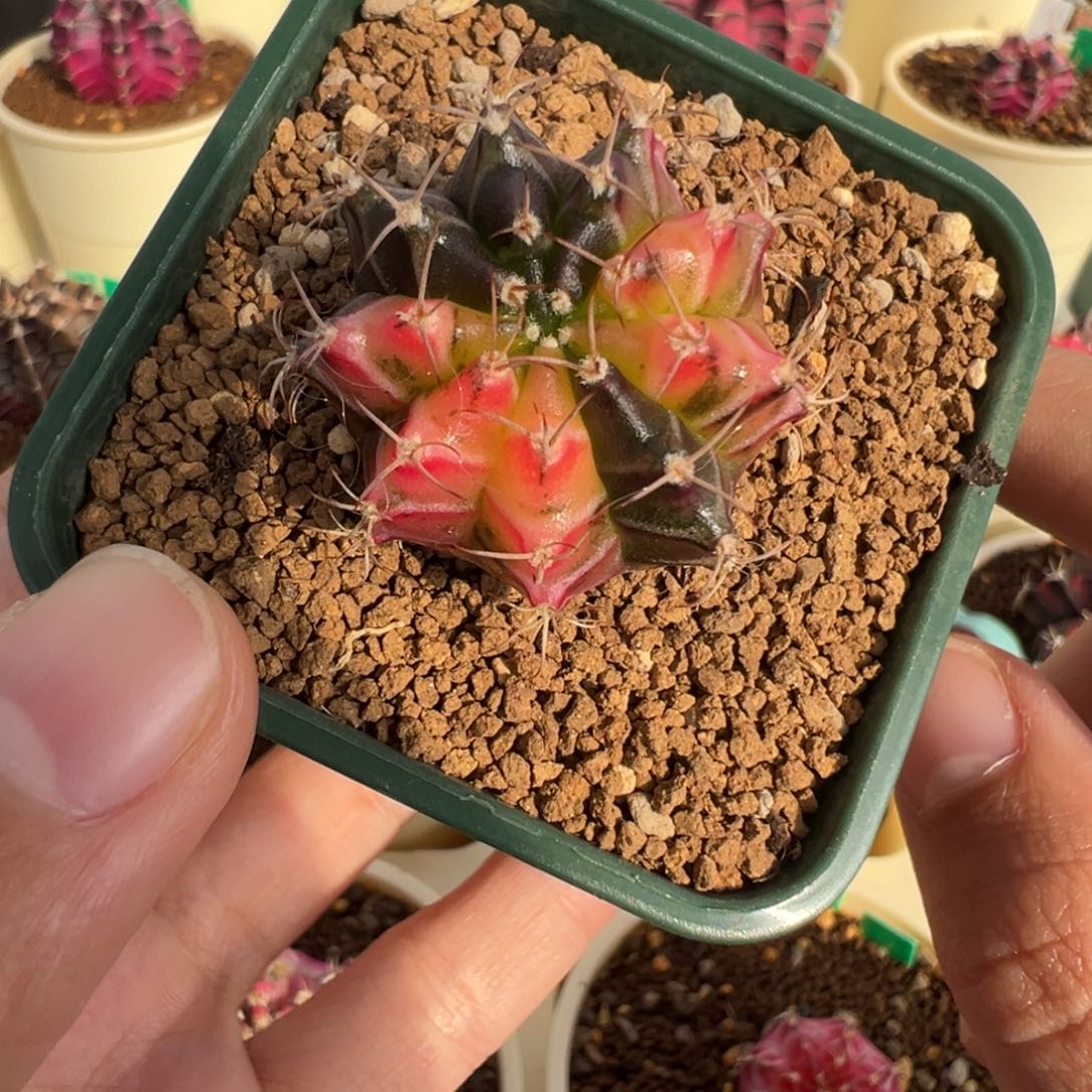 19 好看的米哈冲冲冲