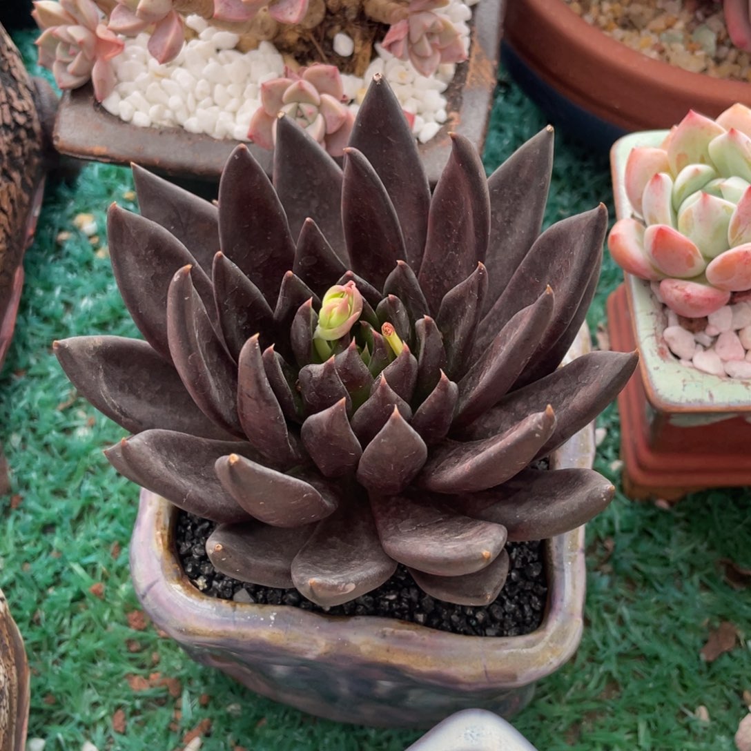 黑骑士多肉植物盆栽多肉