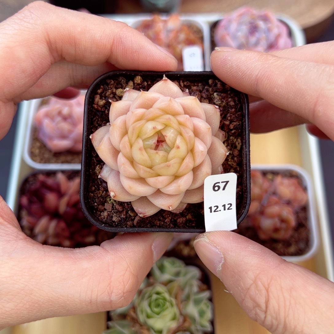 好好看67、哈哈哈哈