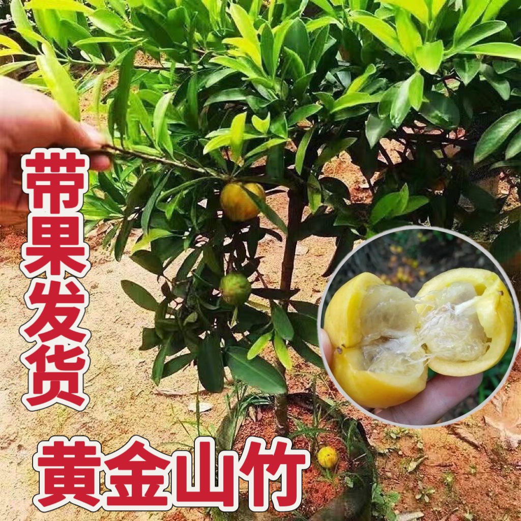 山竹果树苗黄金山竹嫁接苗直播间一物一拍