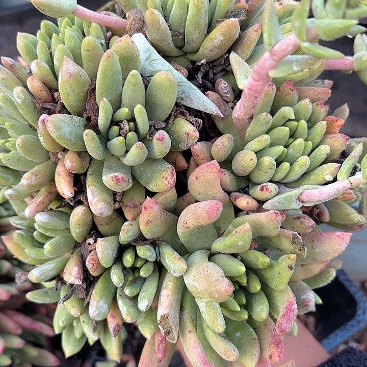 仙女杯多肉植物提取