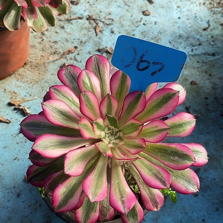 067 一颗美杜莎法师多肉