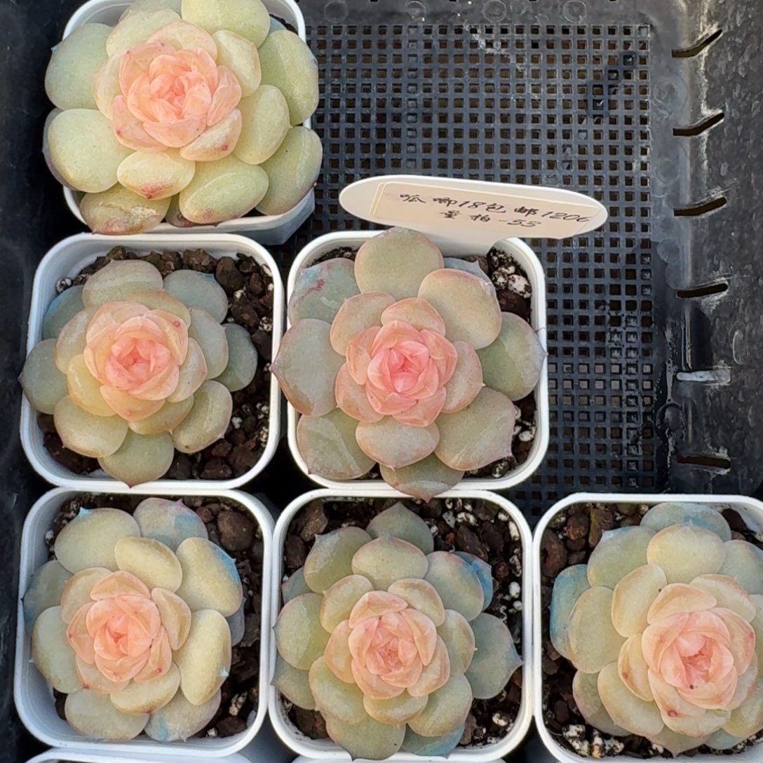 1206-53-抚云单头量拍