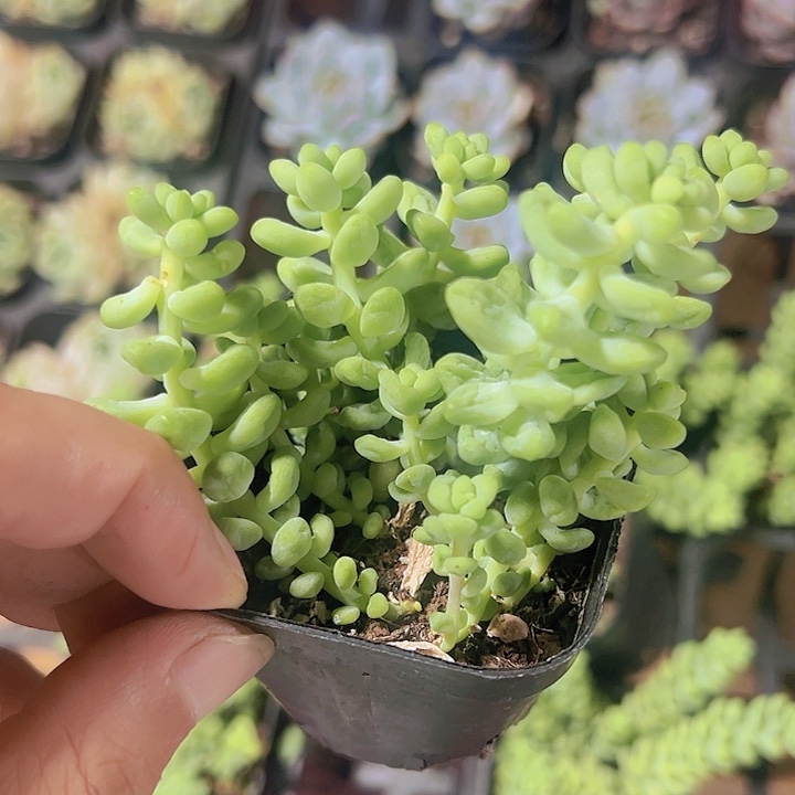 玉坠精品多肉植物大战