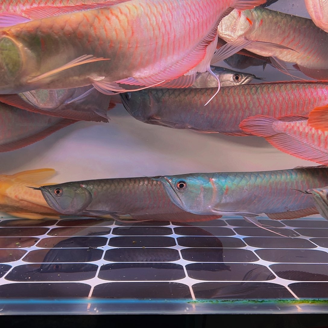 龙鱼涛马来西亚七彩银龙