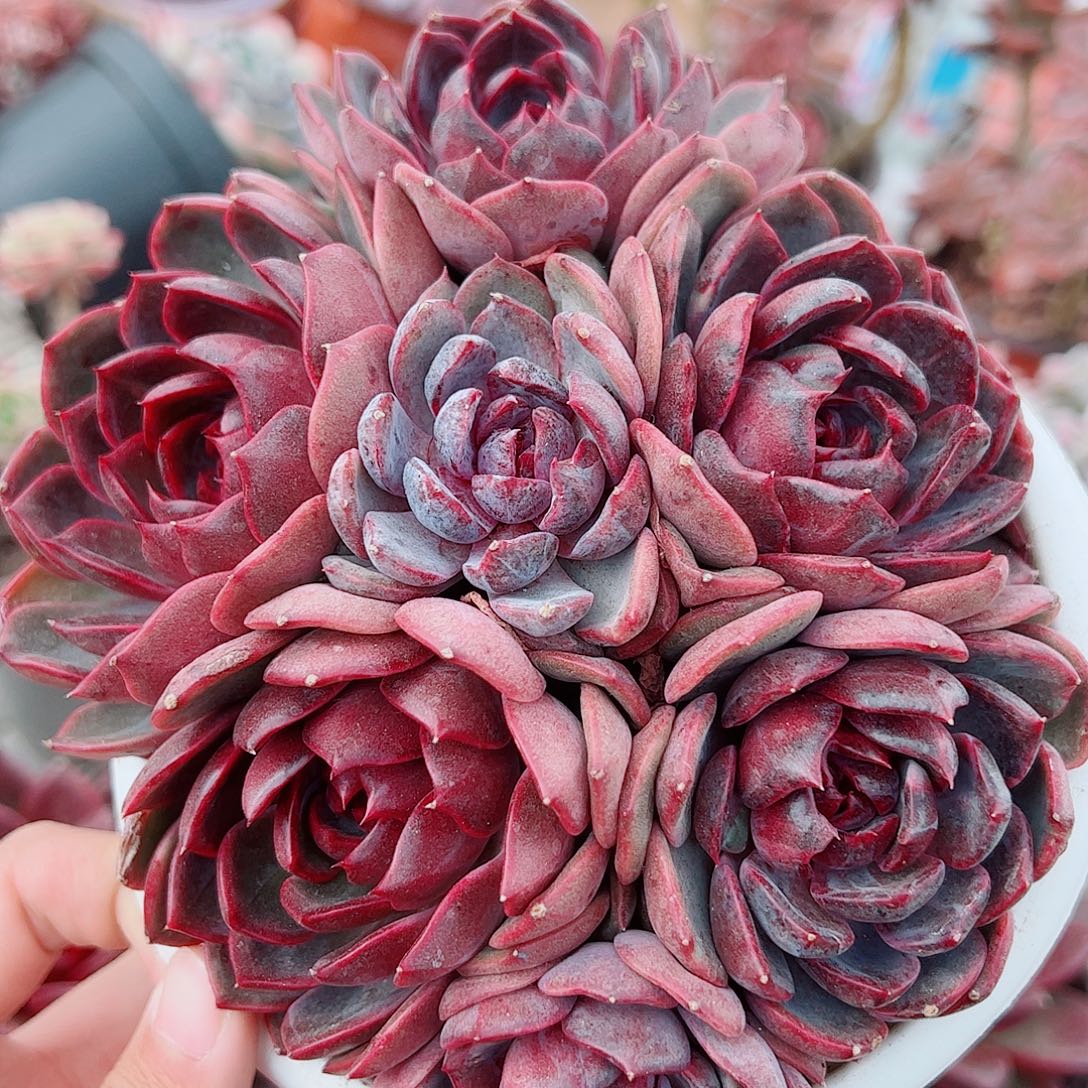 溜溜球多头群生老桩特价