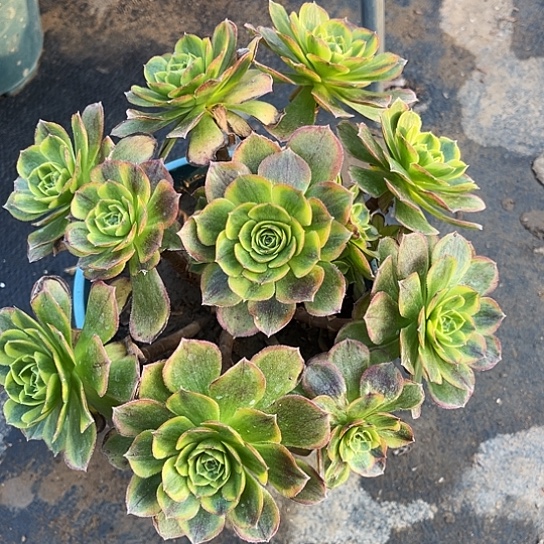 多肉植物奶白锦6