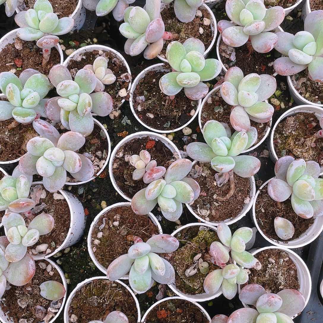 雪美人盆一个满25包邮