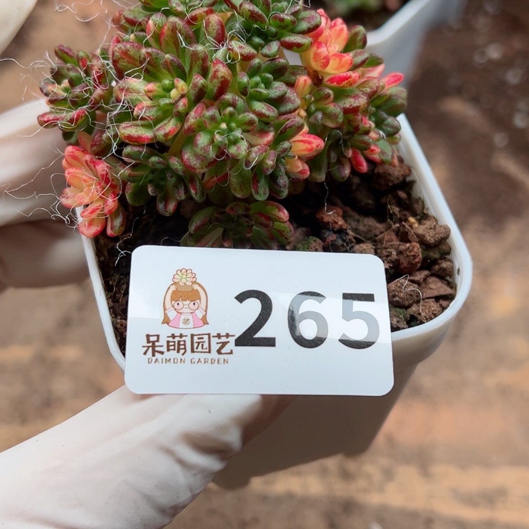 林*多肉植物多肉植物