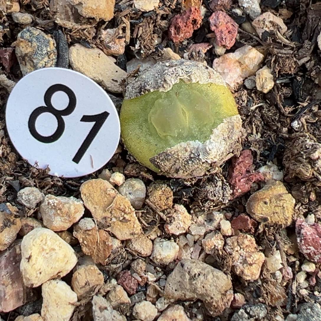 多肉植物1111111111111