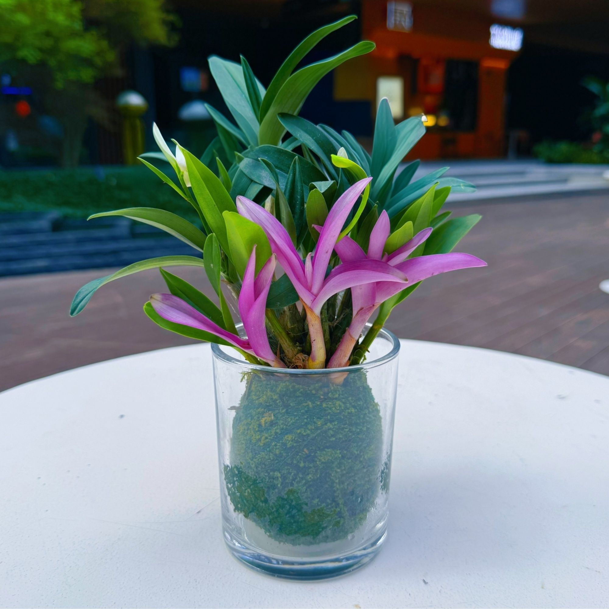 15苗  特A七彩香水石斛兰【玻璃杯】花四季开好养绿植浓香型石斛