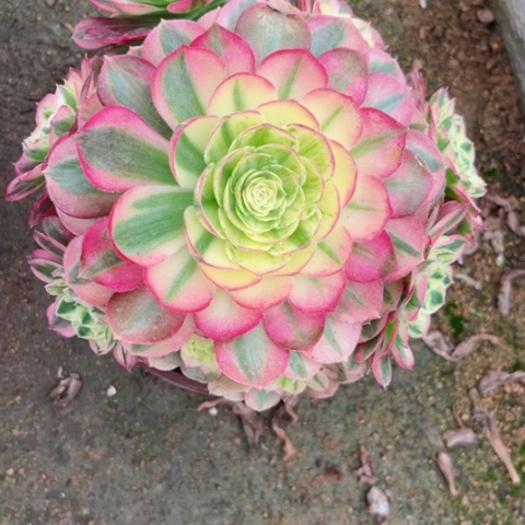 多肉植物玉资锦。