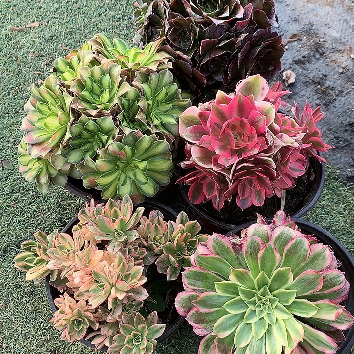 901五棵多肉植物