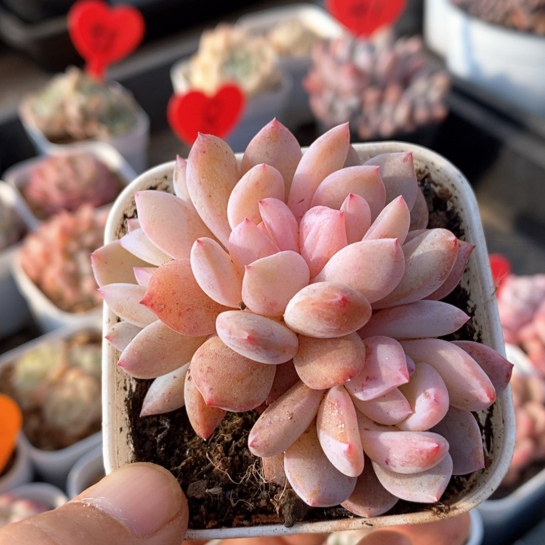 精品多肉一物一拍不包整114