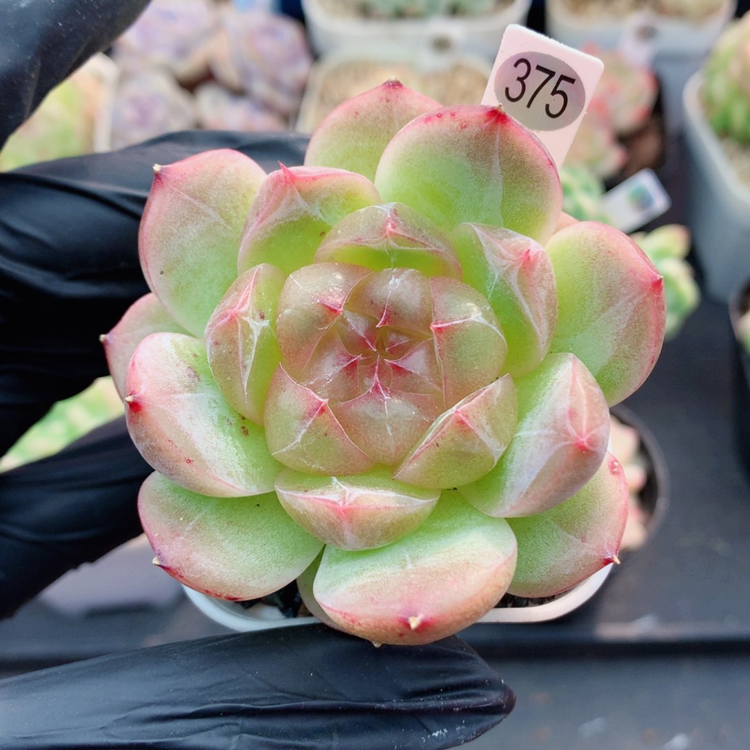 嘿嘿58包邮  群生不包整375
