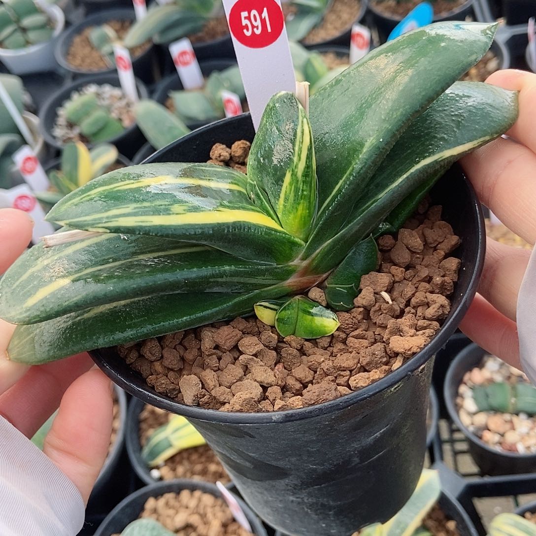 591卧牛实生锦带盆发货