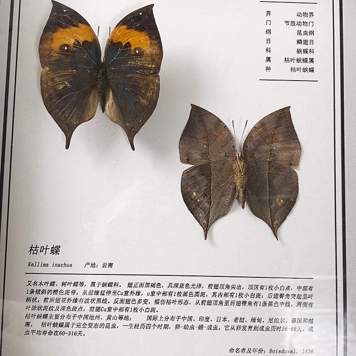 木枯叶蝶一对装10寸框