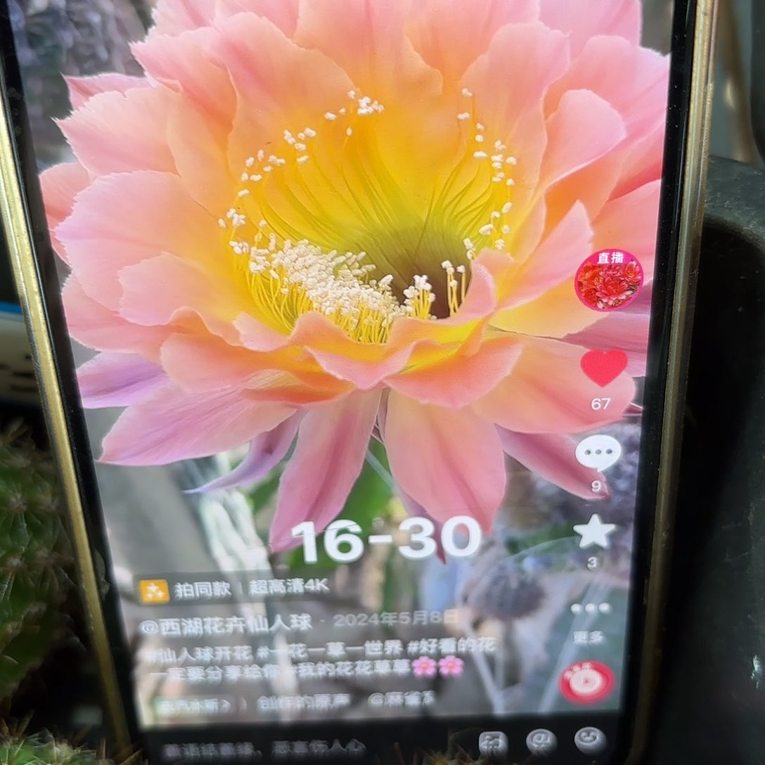 16-30彩侧牙20包邮仙人球2