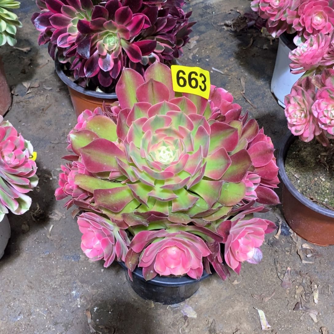 香妃多肉法师663