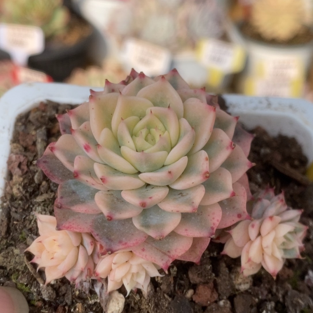 276杂锦锦锦锦锦