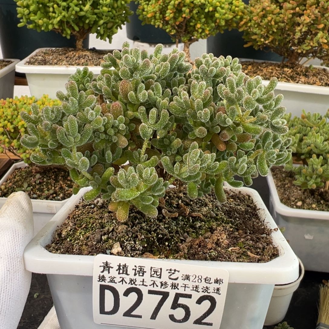 D2752冰晶一物一拍整点福利