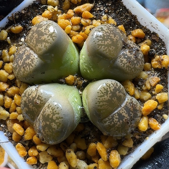 生石花111111。  388