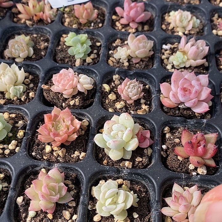 57 多肉植物盆栽花卉