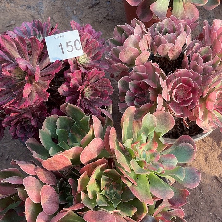 150号一物一拍三颗法师