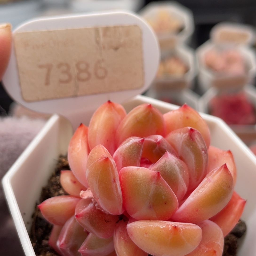 蜘蛛侠7386-5.0厘米