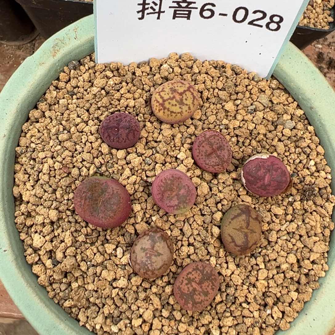 6-28量拍吕毛杂一颗