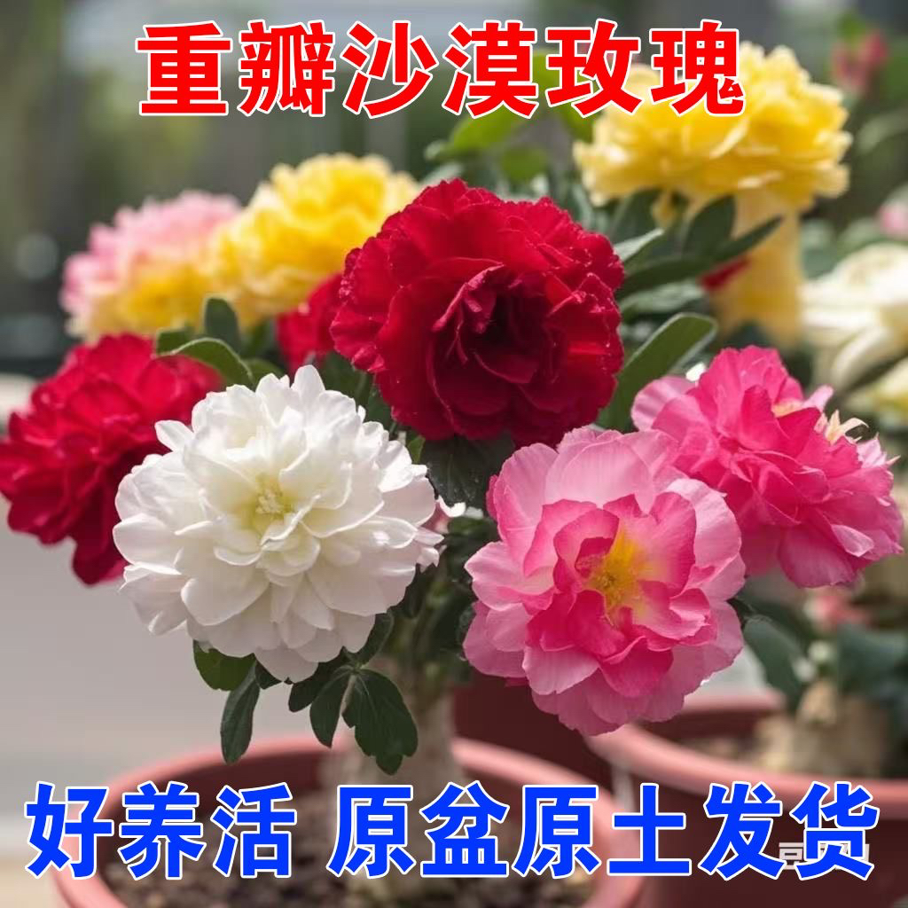 【嫁接多色】重瓣沙漠玫瑰四季花开好养花卉室内外庭院耐旱植物老桩
